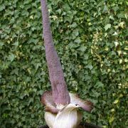 Image of Amorphophallus impressus  Ittenb..