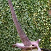 Image of Amorphophallus impressus  Ittenb..