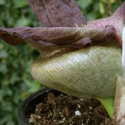 Image of Amorphophallus impressus  Ittenb..