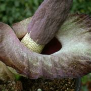 Image of Amorphophallus impressus  Ittenb..