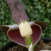 Image of Amorphophallus impressus  Ittenb..