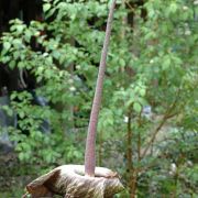 Image of Amorphophallus impressus  Ittenb..