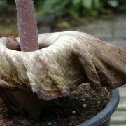 Image of Amorphophallus impressus  Ittenb..