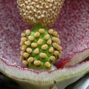 Image of Amorphophallus impressus  Ittenb..