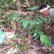 Image of Amorphophallus infundibuliformis  Hett., Dearden & A. Vogel.