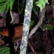 Image of Amorphophallus infundibuliformis  Hett., Dearden & A. Vogel.