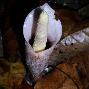 Image of Amorphophallus infundibuliformis  Hett., Dearden & A. Vogel.