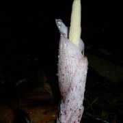 Image of Amorphophallus infundibuliformis  Hett., Dearden & A. Vogel.