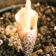 Image of Amorphophallus infundibuliformis  Hett., Dearden & A. Vogel.