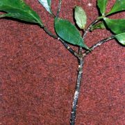 Image of Amorphophallus infundibuliformis  Hett., Dearden & A. Vogel.