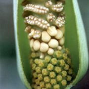 Image of Amorphophallus interruptus  Engl. & Gehrm..