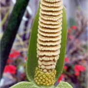 Image of Amorphophallus interruptus  Engl. & Gehrm..