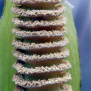 Image of Amorphophallus interruptus  Engl. & Gehrm..