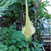 Image of Amorphophallus johnsonii  N.E. Br..