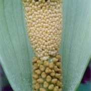 Image of Amorphophallus johnsonii  N.E. Br..