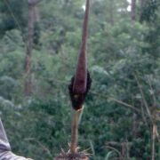 Image of Amorphophallus johnsonii  N.E. Br..