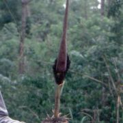 Image of Amorphophallus johnsonii  N.E. Br..