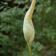 Image of Amorphophallus josefbogneri  Hett..