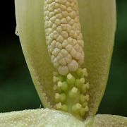 Image of Amorphophallus josefbogneri  Hett..