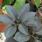 Image of Amorphophallus josefbogneri  Hett..