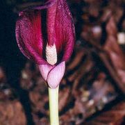 Image of Amorphophallus julaihii  Ipor, Tawan & P.C. Boyce.