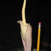 Image of Amorphophallus juliae  P.C. Boyce & Hett..