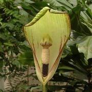 Image of Amorphophallus kachinensis  Engl. & Gehrm..