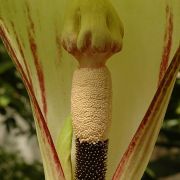 Image of Amorphophallus kachinensis  Engl. & Gehrm..