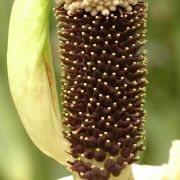 Image of Amorphophallus kachinensis  Engl. & Gehrm..