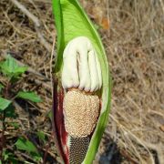 Image of Amorphophallus kachinensis  Engl. & Gehrm..