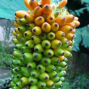 Image of Amorphophallus kachinensis  Engl. & Gehrm..