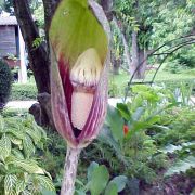 Image of Amorphophallus kachinensis  Engl. & Gehrm..