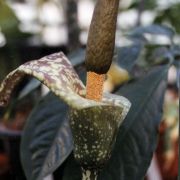 Image of Amorphophallus kiusianus  (Makino) Makino.