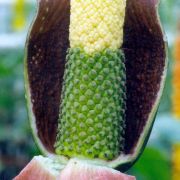 Image of Amorphophallus kiusianus  (Makino) Makino.