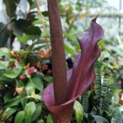 Image of Amorphophallus konjac  K. Koch.