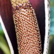 Image of Amorphophallus konjac  K. Koch.