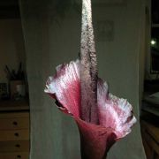 Image of Amorphophallus konjac  K. Koch.