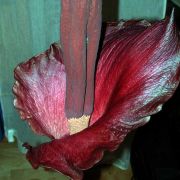 Image of Amorphophallus konjac  K. Koch.