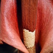 Image of Amorphophallus konjac  K. Koch.