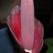 Image of Amorphophallus konjac  K. Koch.