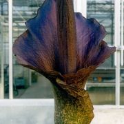 Image of Amorphophallus konjac  K. Koch.