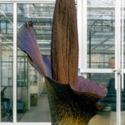 Image of Amorphophallus konjac  K. Koch.