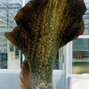 Image of Amorphophallus konjac  K. Koch.