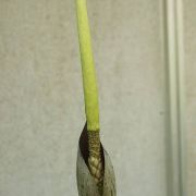 Image of Amorphophallus konkanensis  Hett., Yadav & Patil.