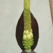 Image of Amorphophallus konkanensis  Hett., Yadav & Patil.