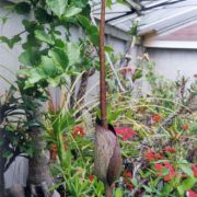 Image of Amorphophallus konkanensis  Hett., Yadav & Patil.