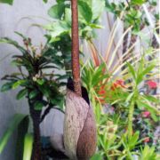 Image of Amorphophallus konkanensis  Hett., Yadav & Patil.