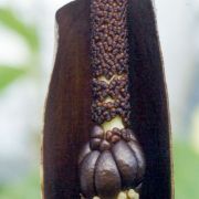 Image of Amorphophallus konkanensis  Hett., Yadav & Patil.