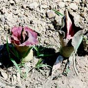 Image of Amorphophallus koratensis  Gagn..