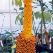 Image of Amorphophallus koratensis  Gagn..